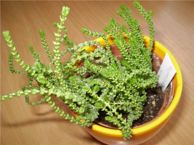 crasula